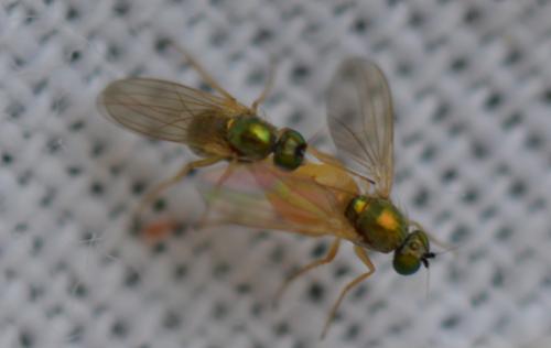 Réf. 327 442 : Chrysotimus molliculus